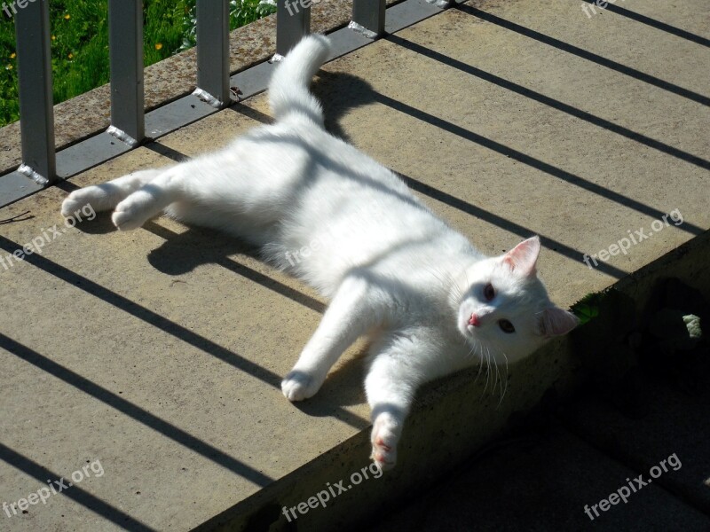 Cat Playful Pet Mieze Domestic Cat