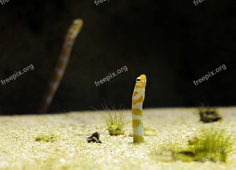 Aquarium Worm Fish Meeresbewohner Marine Life