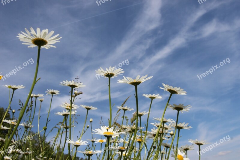 Marguerite Leucanthemum Composites Asteraceae Flower