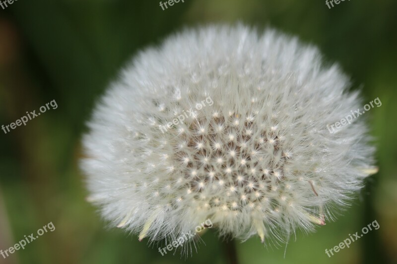 Dandelion Boll Faded Wild Plant Close Up