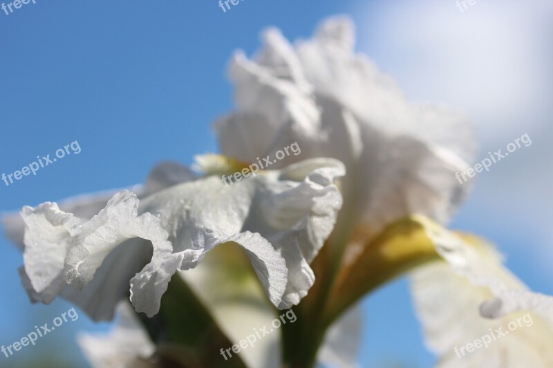 Blossom Bloom White Iris Flower Plant Flower