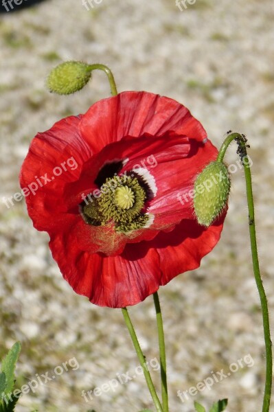 Poppy Flower Bud Plant Close Up Flower