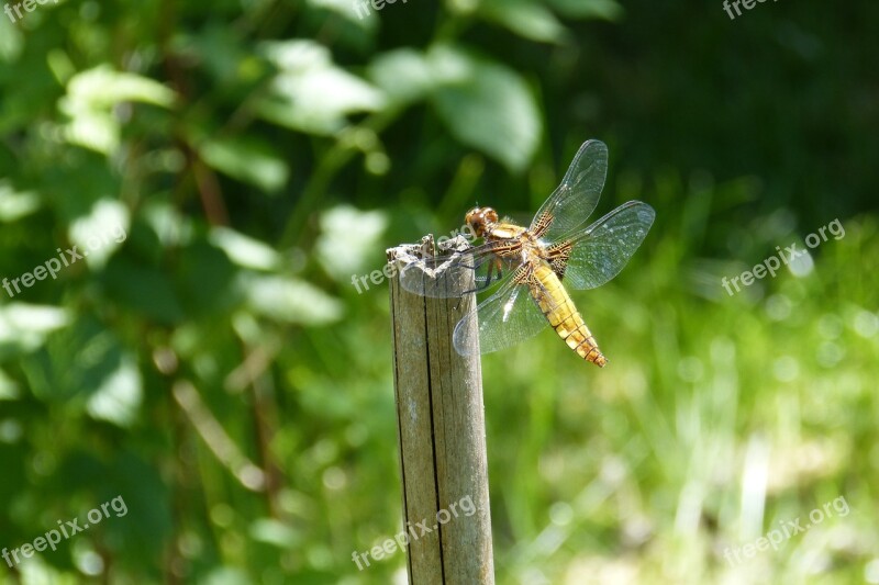 Dragonfly Sailing Dragonfly Plattbauch Female Libellula Depressa