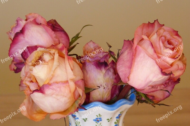 Roses Vase Flower Vase Flowered Withered