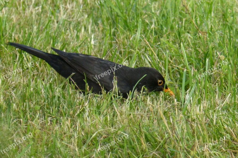 Blackbird Bird Black Grass Free Photos