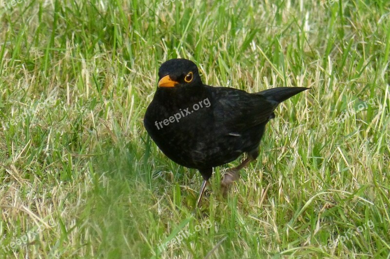 Blackbird Bird Black Grass Free Photos