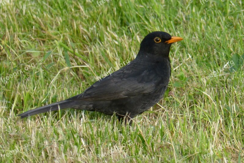 Blackbird Bird Black Grass Free Photos