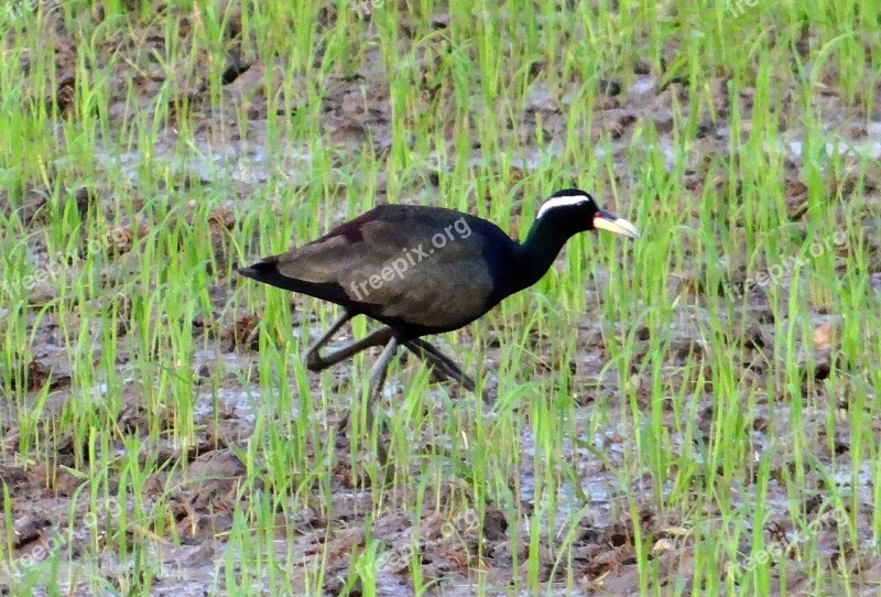 Bronze-winged Jacana Metopidius Indicus Jacana Bird Wildlife