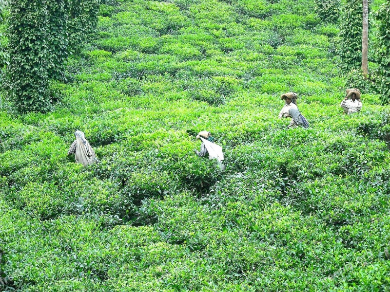 Tea Tea Plantation Tea Farm Plantation Landscape