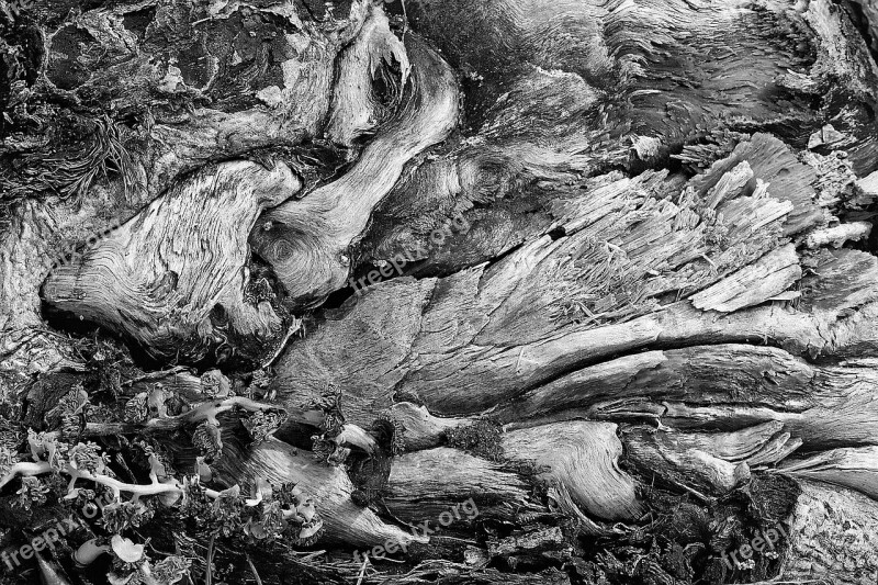 Wood Arcimboldo Rough Wood Texture Abstract