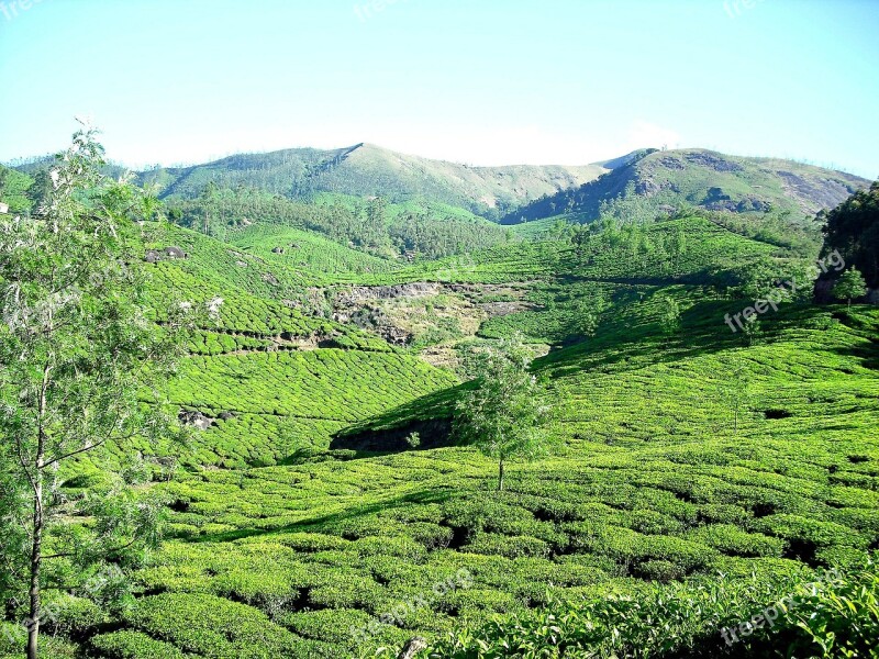 Tea Plantation Tea Garden Mountain Garden Tea