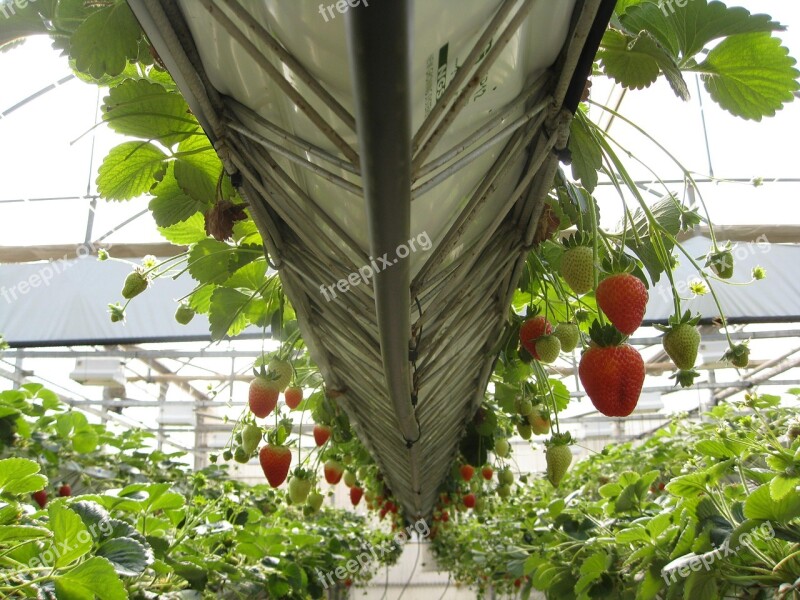 Greenhouse Strawberries Fruit Free Photos