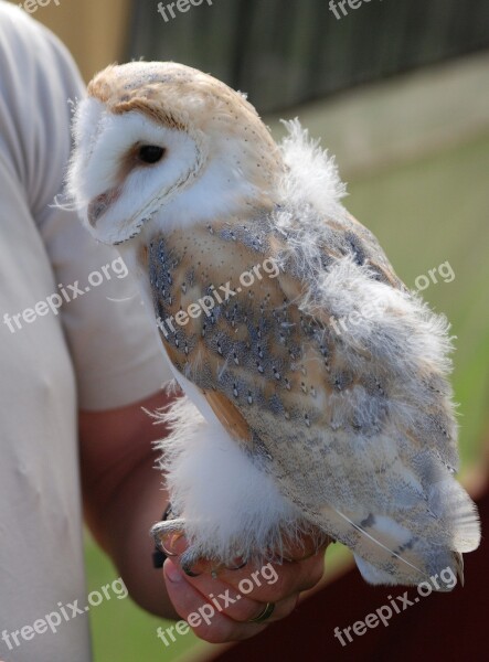 Barn Owl Captive Young Wildlife