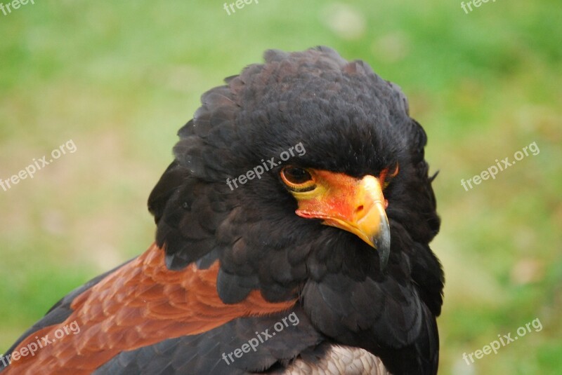 Eagle Bird Of Prey Bateleur Predator Close-up