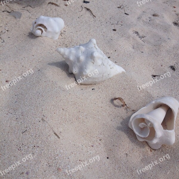 Conch Shells Beach Ocean Shells Sand