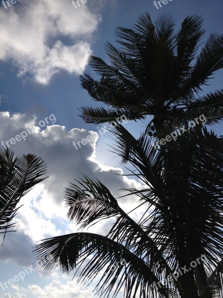 Mexico Palm Tree Silhouette Free Photos