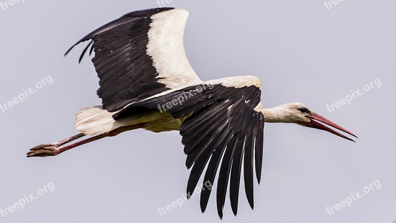 Bird Stork Nature Birds Beak