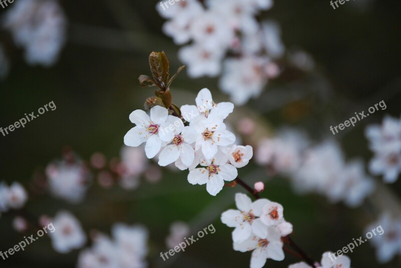 Cherry Blossom Blossom Flower Cherry Tree Branch