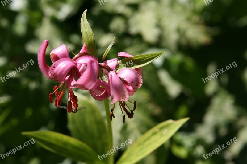 Martagon Lily National Park Berchtesgaden Turk's Cap Lily Steinernes Meer