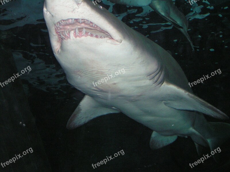 Shark Saltwater Marine Life Free Photos