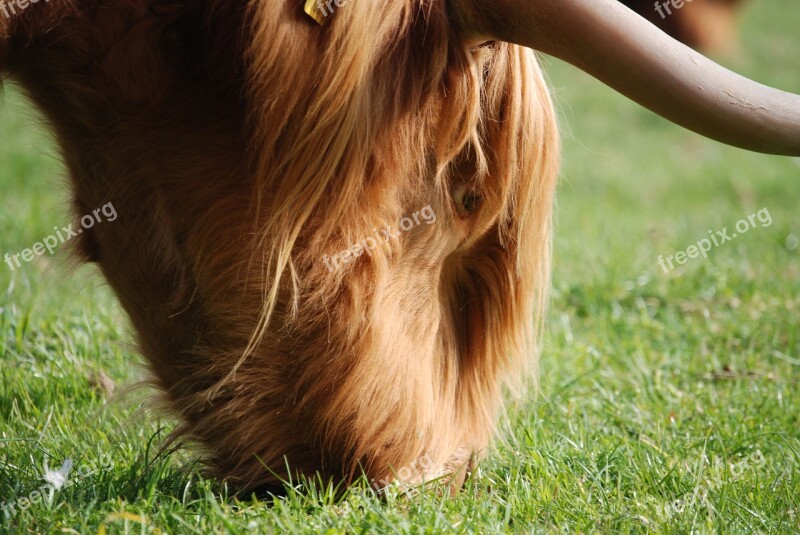 Highland Cattle Hairy Brown Farm Animal