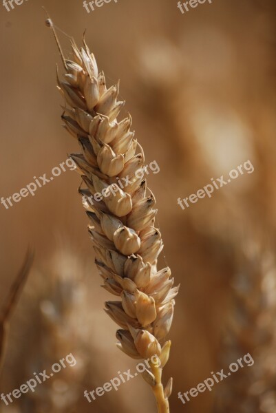 Wheat Cereals Agriculture Grain Seed