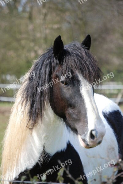 Horse Horse Head Countryside Piebald Free Photos