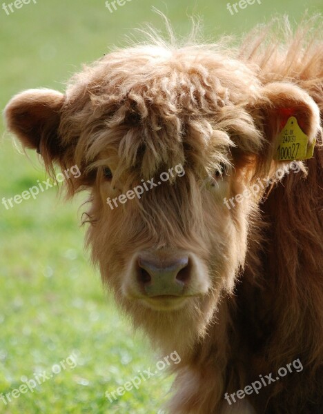 Highland Cattle Cow Farm Animal Hairy