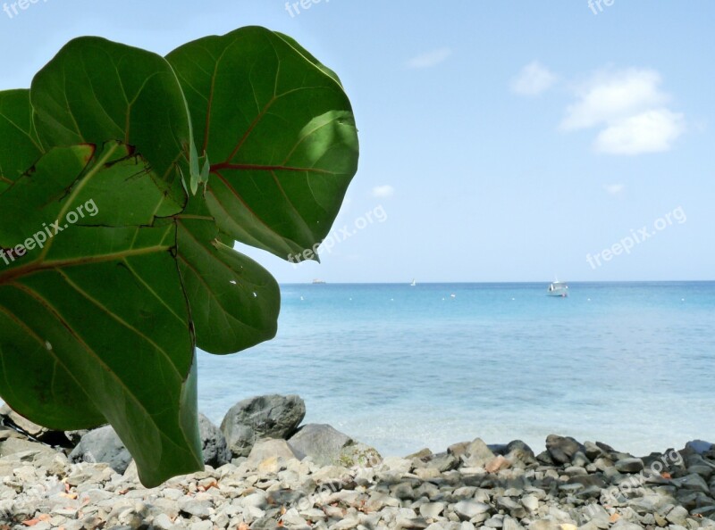 Grape Tree Leaves Caribbean Island Vacation