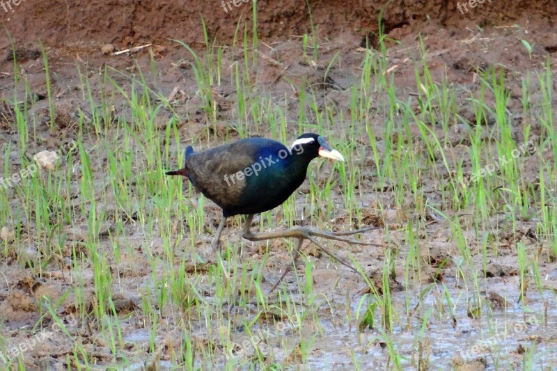 Bronze-winged Jacana Metopidius Indicus Jacana Bird Paddy Field