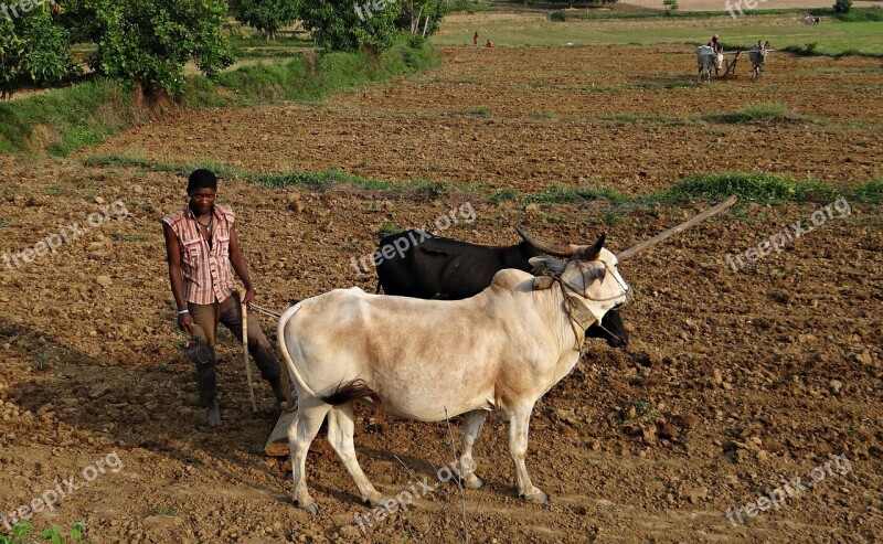 Siddi Farmer Siddi Siddhi Tribe Ethnic Group