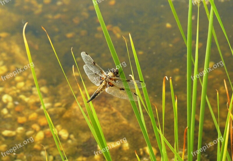 Dragonfly Pond Insect Flight Insect Wing