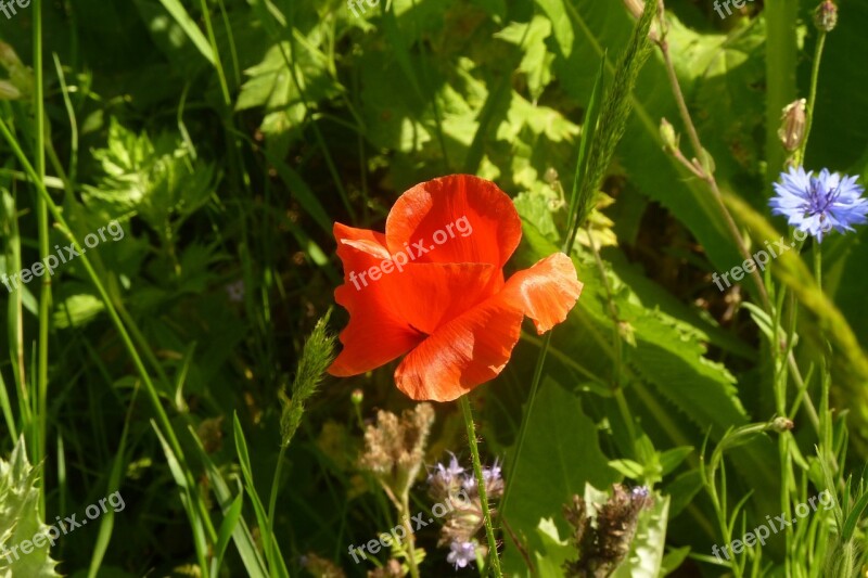 Poppy Flower Gardens Deer Stetten Spring Mohngewaechs Blossom