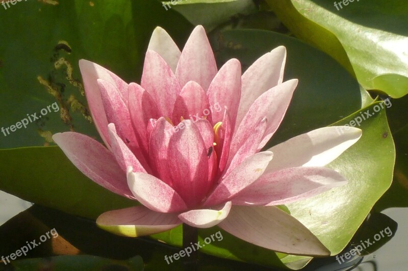 Water Lilies Pink Pond Lake Rose Nuphar