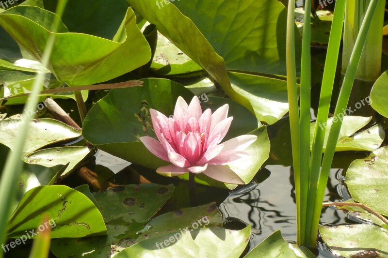 Water Lilies Pink Pond Lake Rose Nuphar