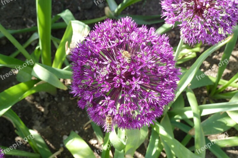 Leek Flowers Leek Flower Bee Violet