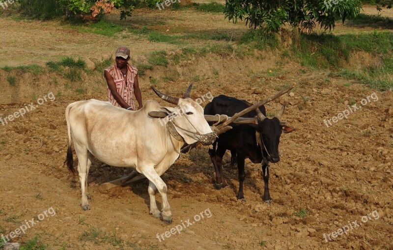 Siddi Tribe Farmer Siddhi Ethnic Group