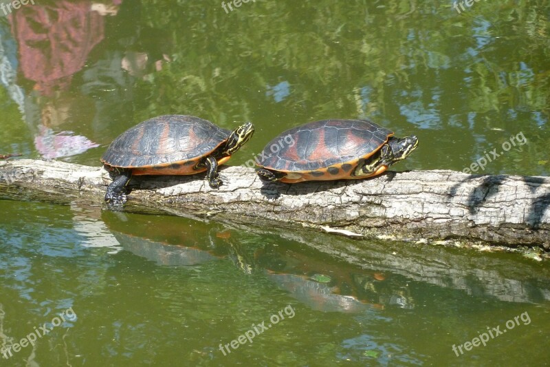 Turtles Sun Pond Animal Reptile