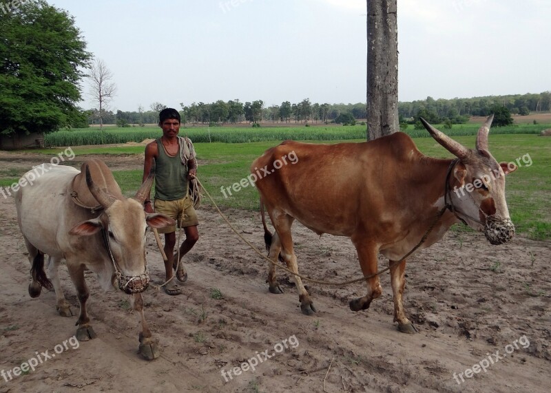 Oxen Unyoked Gagged Farmer Countryside