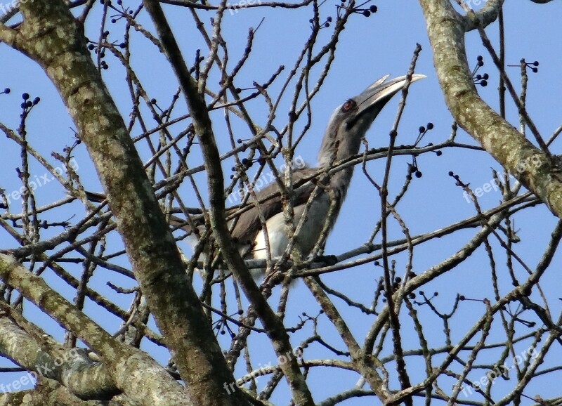 Indian Grey Hornbill Ocyceros Birostris Bird Karnataka India