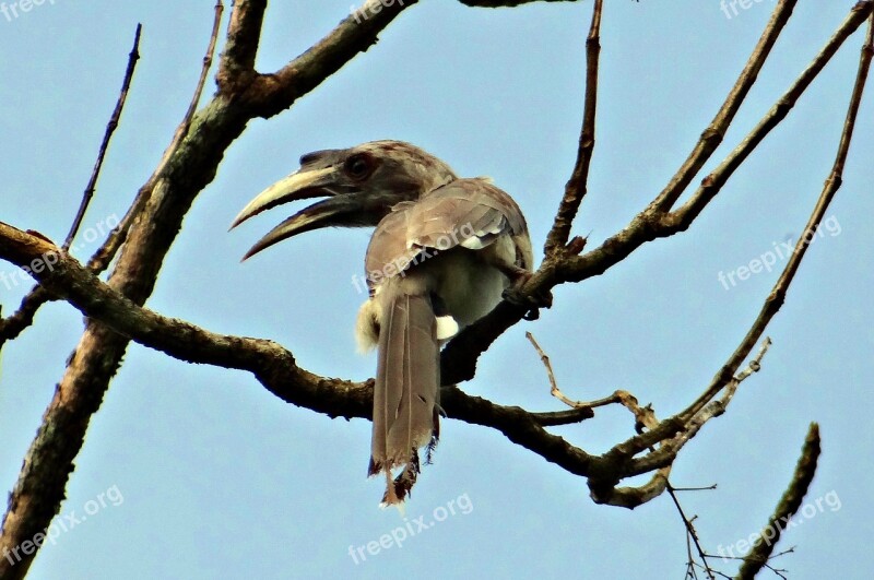 Indian Grey Hornbill Ocyceros Birostris Bird Karnataka India