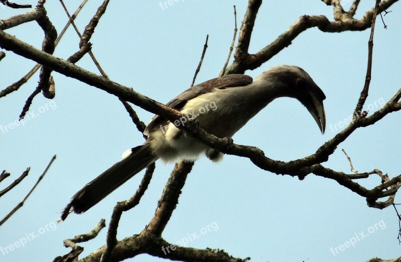 Indian Grey Hornbill Ocyceros Birostris Bird Karnataka India