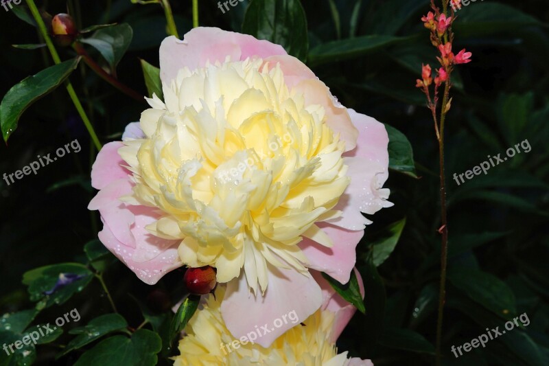 Flower Blossom Bloom Peony Close Up