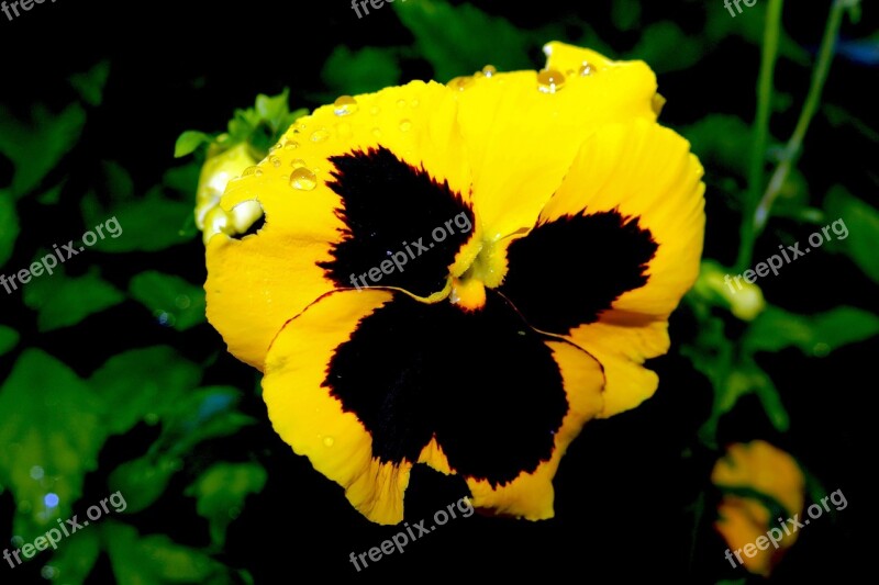 Pansy Flower Blossom Bloom Yellow