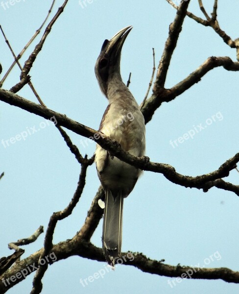 Indian Grey Hornbill Ocyceros Birostris Bird Karnataka India