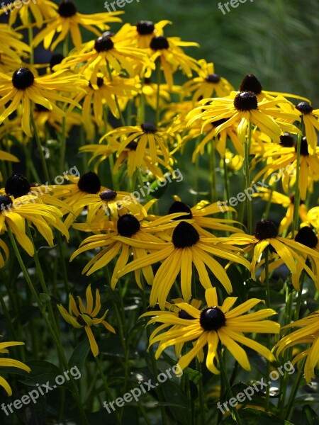 Coneflower Yellow Blossom Bloom Sunny