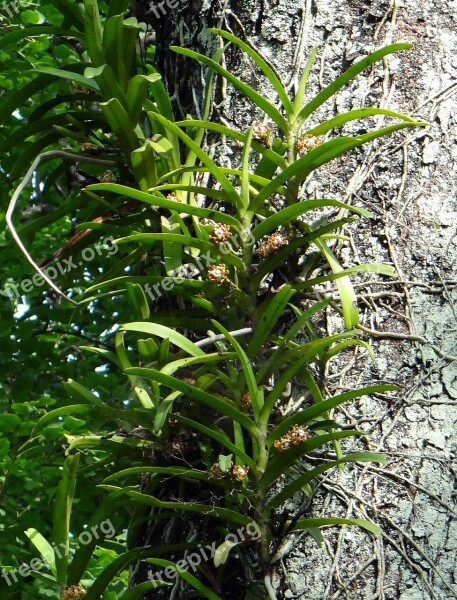 Acampe Praemorsa Orchid Epiphytic Wild Forest