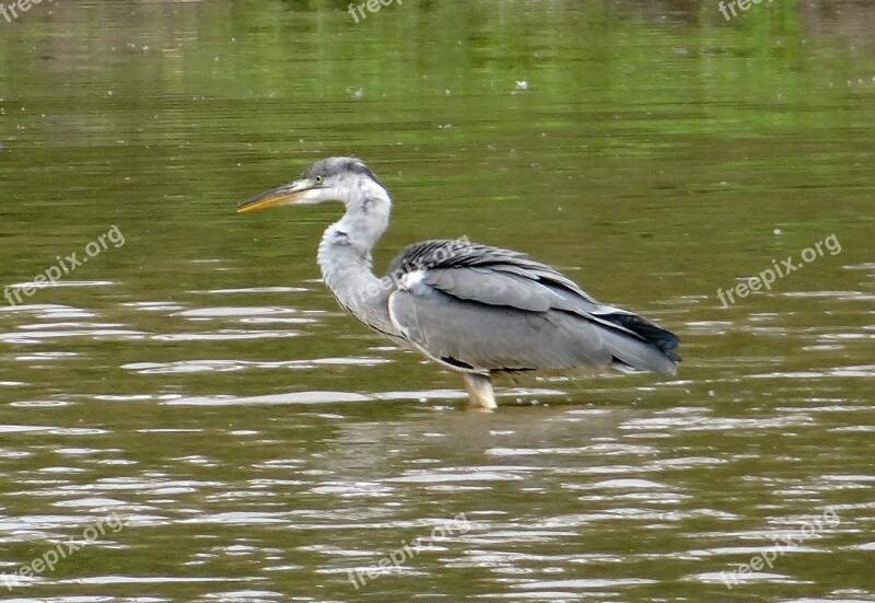 Grey Heron Ardea Cinerea Heron Wader Bird