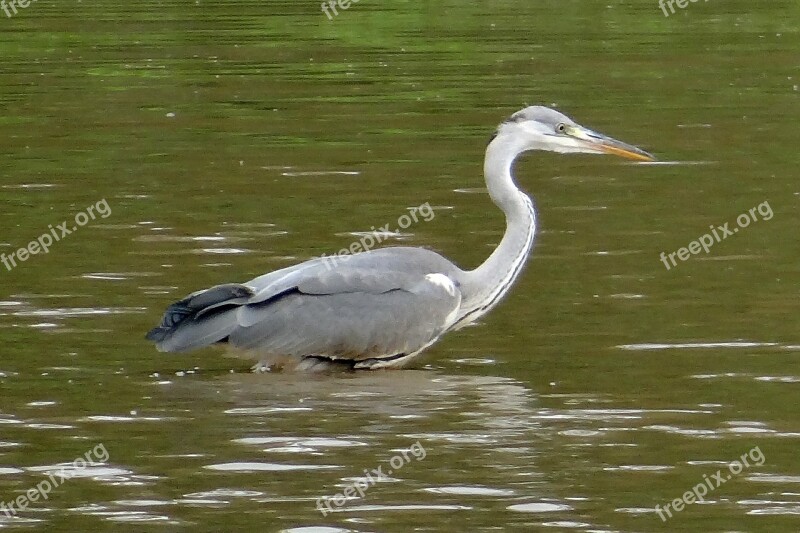 Grey Heron Ardea Cinerea Heron Wader Bird