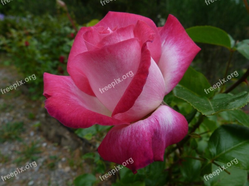 Flowers Pink Macro Garden Spring